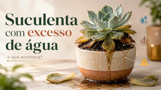 O que acontece quando você rega suculenta em excesso