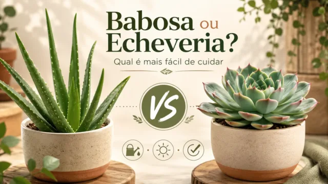 Suculenta babosa ou echeveria: qual é mais fácil de cuidar