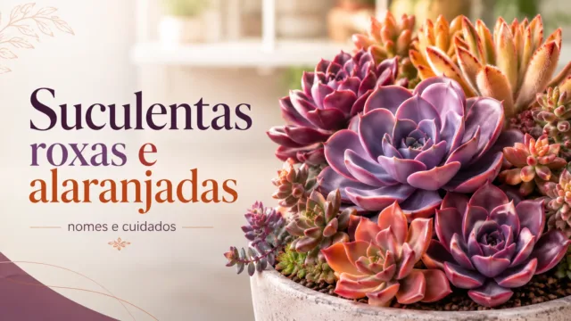 Suculentas com folhas roxas e alaranjadas: nomes e cuidados